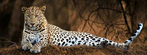 jhalana Leopard